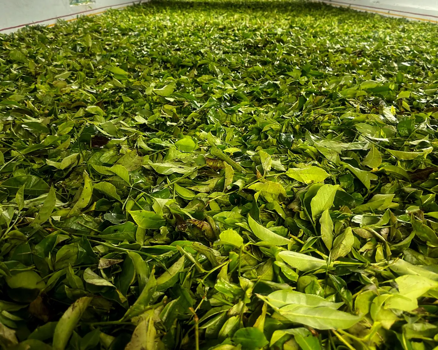 Tea leaf withering in the Selengbari factory, Jorhat